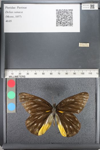 Media type: image;   Entomology 130176
